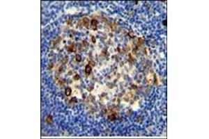 Immunohistochemistry analysis in Formalin Fixed, Paraffin Embedded Human tonsil tissue using RPS6 antibody (Ser240/244) followed by peroxidase conjugation of the secondary antibody and DAB staining. (RPS6 抗体  (AA 227-257))