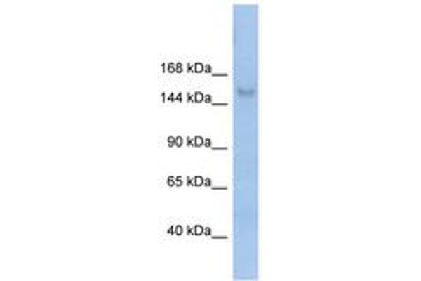 MOV10L1 Antikörper  (AA 71-120)