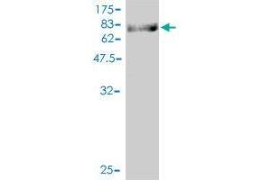 Western Blotting (WB) image for anti-Zinc Finger Protein 143 (ZNF143) (AA 1-626) antibody (ABIN563441)