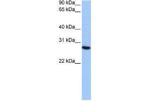PSMA6 antibody used at 0. (PSMA6 抗体)