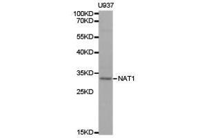 Western Blotting (WB) image for anti-N-Acetyltransferase 1 (Arylamine N-Acetyltransferase) (NAT1) antibody (ABIN1873823) (NAT1 抗体)