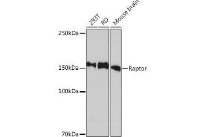 Western blot analysis of extracts of various cell lines, using Raptor Rabbit mAb (ABIN7269900) at 1:1000 dilution. (Raptor 抗体)
