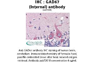 Image no. 1 for anti-Glutamate Decarboxylase 1 (Brain, 67kDa) (GAD1) (Internal Region) antibody (ABIN1734554) (GAD 抗体  (Internal Region))