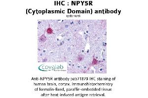 Image no. 1 for anti-Neuropeptide Y Receptor Y5 (NPY5R) (1st Cytoplasmic Domain) antibody (ABIN1737487) (NPY5R 抗体  (1st Cytoplasmic Domain))