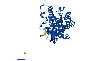 Protein Structure (PS) image for Aminoacylase 3 (ACY3) (AA 1-319) protein (His tag) (ABIN7551948)