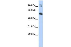 Image no. 1 for anti-Leucine Rich Repeat Containing 50 (LRRC50) (N-Term) antibody (ABIN631930) (LRRC50 抗体  (N-Term))