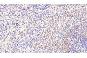 Detection of IL18 in Rabbit Spleen Tissue using Monoclonal Antibody to Interleukin 18 (IL18) (IL-18 抗体  (AA 32-192))