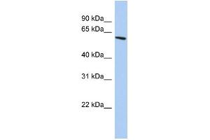 WB Suggested Anti-ZNF567 Antibody Titration:  0. (ZNF567 抗体  (N-Term))