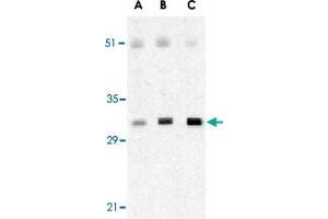 Western blot analysis of XAF1 in human spleen lysate with XAF1 polyclonal antibody  at 0. (XAF1 抗体  (C-Term))