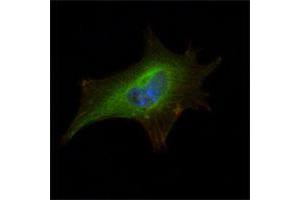 Immunofluorescence analysis of NIH/3T3 cells using FMR1 monoclonal antibody, clone 4G9  (green) .