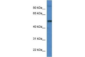 Mouse Spleen; WB Suggested Anti-Katna1 Antibody. (KATNA1 抗体  (C-Term))