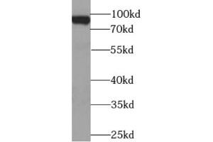 Western blot analysis of HEK-293 cells were subjected to SDS PAGE using BACH1 antibody at dilution of 1/1000. (BACH1 抗体)