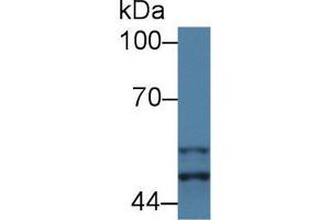 Western Blot; Sample: Mouse Placenta lysate; Primary Ab: 1µg/ml Rabbit Anti-Mouse GSK3a Antibody Second Ab: 0. (GSK3 alpha 抗体  (AA 122-406))