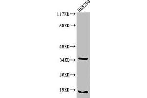 Western Blot analysis of 293 cells using Cleaved-Caspase-6 p18 (D179) Polyclonal Antibody (Caspase 6 抗体  (Cleaved-Asp179))
