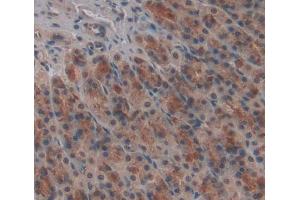 Immunohistochemistry (IHC) image for anti-Phenylalanine-tRNA Synthetase 2 (Mitochondrial) (FARS2) (AA 1-472) antibody (ABIN5014084)