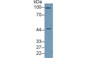Detection of FBLN7 in Rat Liver lysate using Polyclonal Antibody to Fibulin 7 (FBLN7) (FBLN7 抗体  (AA 223-440))