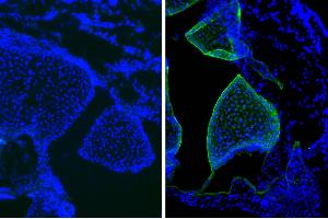 Frozen newborn mouse cartilage section was stained with Mouse IgG1-UNLB isotype control and DAPI. (小鼠 IgG1 isotype control (PE,Texas Red (TR)))