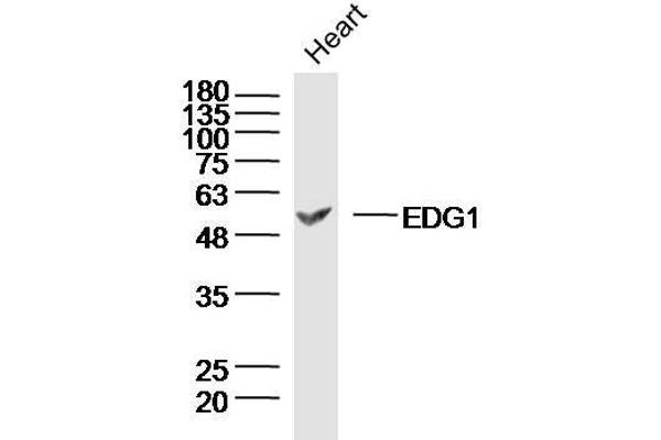 S1PR1 抗体  (AA 51-150)