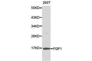 Western Blotting (WB) image for anti-Fibroblast Growth Factor 1 (Acidic) (FGF1) antibody (ABIN1872681) (FGF1 抗体)