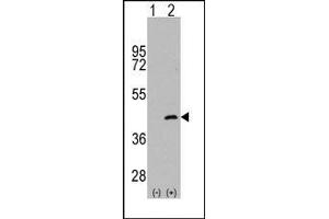 Image no. 1 for anti-Mitogen-Activated Protein Kinase Kinase 4 (MAP2K4) (Ser257) antibody (ABIN360303) (MAP2K4 抗体  (Ser257))