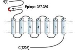 Representative domain view of the target of ABIN7043252. (Metabotropic Glutamate Receptor 5 抗体  (Extracellular, N-Term))