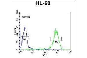 DLK2 Antibody (C-term) (ABIN652972 and ABIN2842616) flow cytometric analysis of HL-60 cells (right histogram) compared to a negative control cell (left histogram). (DLK2 抗体  (C-Term))