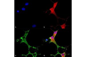 Immunocytochemistry/Immunofluorescence analysis using Mouse Anti-mGluR1/5 Monoclonal Antibody, Clone S75-3 (ABIN2483999). (Metabotropic Glutamate Receptor 5 抗体  (AA 824-1203) (FITC))