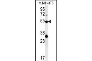 TRAF3 Antibody (C-term) (ABIN657866 and ABIN2846822) western blot analysis in mouse NIH-3T3 cell line lysates (35 μg/lane). (TRAF3 抗体  (C-Term))