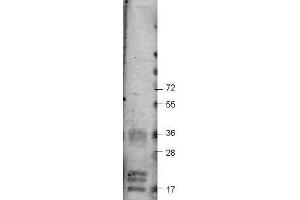 Western blot using  Protein-A Purified anti-bovine VEGF-A antibody shows detection of recombinant bovine VEGF-A at 17-19. (VEGF 抗体)