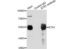 Immunoprecipitation analysis of 200ug extracts of Jurkat cells using 1ug ETS1 antibody. (ETS1 抗体)