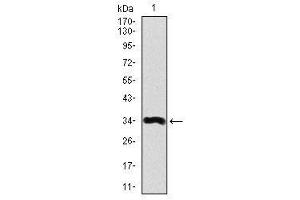 Image no. 1 for anti-Apolipoprotein A (APOA) antibody (ABIN1491517) (LPA 抗体)
