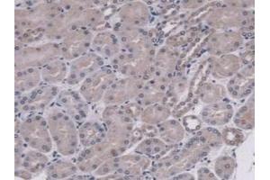 Detection of MUC5B in Mouse Kidney Tissue using Polyclonal Antibody to Mucin 5 Subtype B (MUC5B)