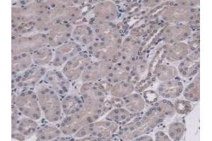Detection of MUC5B in Mouse Kidney Tissue using Polyclonal Antibody to Mucin 5 Subtype B (MUC5B) (MUC5B 抗体  (AA 75-295))