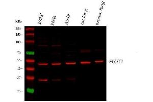 Western blot analysis of Flotillin 2 using anti-Flotillin 2 antibody (ABIN3042393).