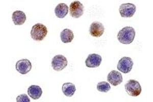 Immunohistochemistry (IHC) image for anti-TNF Receptor-Associated Factor 3 (TRAF3) (N-Term) antibody (ABIN1031640)