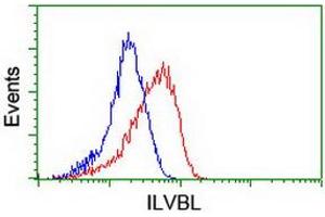 Image no. 2 for anti-IlvB (Bacterial Acetolactate Synthase)-Like (ILVBL) antibody (ABIN1498877) (ILVBL 抗体)