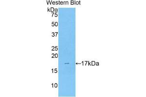 Western Blotting (WB) image for anti-Pleiotrophin (PTN) (AA 33-168) antibody (ABIN1860363) (Pleiotrophin 抗体  (AA 33-168))