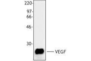 Western Blotting (WB) image for anti-Vascular Endothelial Growth Factor A (VEGFA) antibody (ABIN2665452) (VEGFA 抗体)