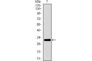 Western blot analysis using P2RY13 mAb against human P2RY13 recombinant protein. (Purinergic Receptor P2Y, G-Protein Coupled, 13 (P2RY13) (AA 1-49) 抗体)