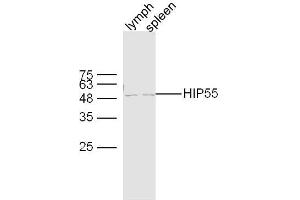Lane 1: mouse lymph lysates Lane 2: mouse spleen lysates probed with HIP55 Polyclonal Antibody, Unconjugated  at 1:300 dilution and 4˚C overnight incubation. (DBNL 抗体  (AA 201-300))