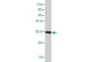 Western Blot detection against Immunogen (31. (TCL1A 抗体  (AA 61-114))