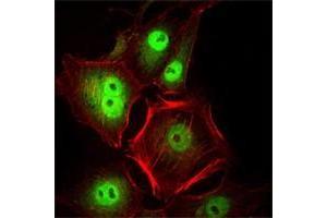 Immunofluorescence analysis of Hela cells using CDC2 antibody (green). (CDK1 抗体)