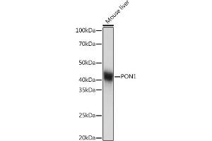 Western blot analysis of extracts of Mouse liver, using PON1 Rabbit mAb (ABIN7269172) at 1:1000 dilution. (PON1 抗体)