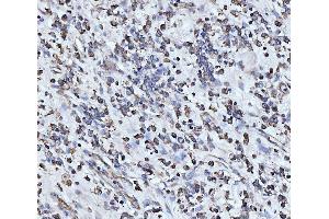 IHC analysis of PDCD4 using anti-PDCD4 antibody (ABIN5518943). (PDCD4 抗体  (AA 346-446))