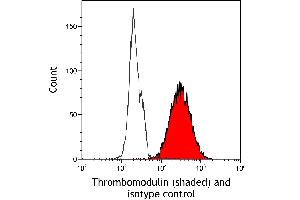 anti-Thrombomodulin (THBD) (AA 17-515) antibody