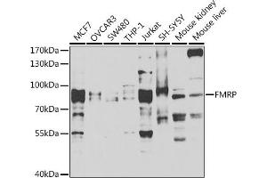 Western blot analysis of extracts of various cell lines, using FMRP antibody (ABIN6127908, ABIN6140718, ABIN6140720 and ABIN6221284) at 1:1000 dilution.