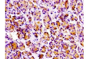 IHC image of ABIN7173602 diluted at 1:100 and staining in paraffin-embedded human pancreatic tissue performed on a Leica BondTM system. (PRSS3 抗体  (AA 81-303))