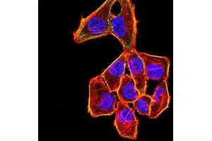 Immunofluorescence analysis of Hela cells using CDKN1C mouse mAb (green). (CDKN1C 抗体)