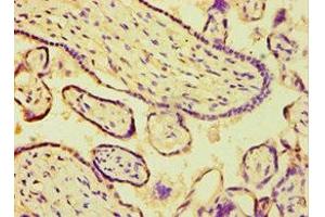 Immunohistochemistry of paraffin-embedded human placenta tissue using ABIN7144692 at dilution of 1:100 (ARSF 抗体  (AA 1-200))