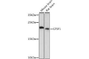 Western blot analysis of extracts of various cell lines, using GTSF1 Rabbit pAb (ABIN7267341) at 1:1000 dilution. (GTSF1 抗体)